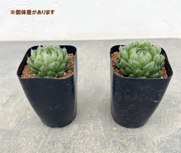 ハオルチアのおすすめ人気商品一覧 通販 - Yahoo!ショッピング