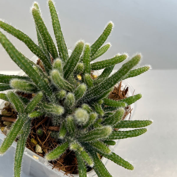 植物 リプサリスのおすすめ人気商品一覧 通販 - Yahoo!ショッピング