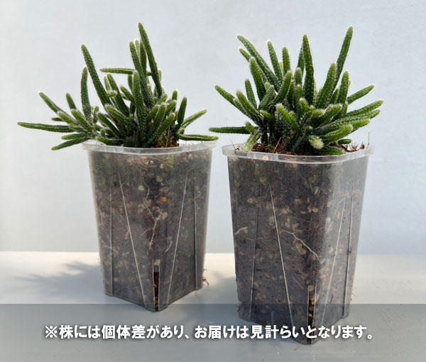【専用】リプサリス✳︎さま 植物 リプサリスのおすすめ人気商品一覧 通販 - Yahoo!ショッピング