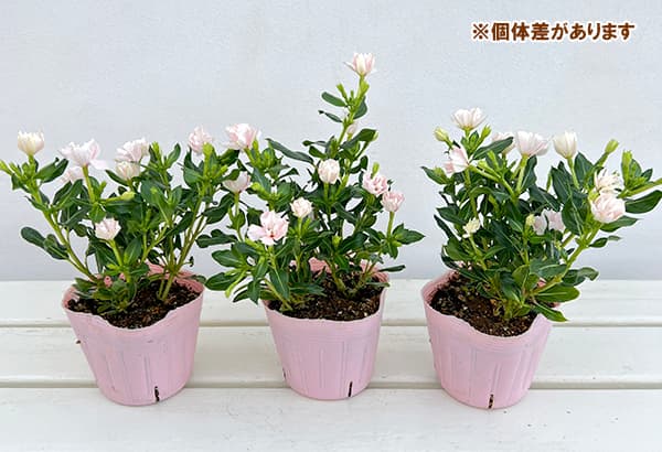 草花の苗 サマーセール ニチニチソウ ソラリス...の詳細画像2