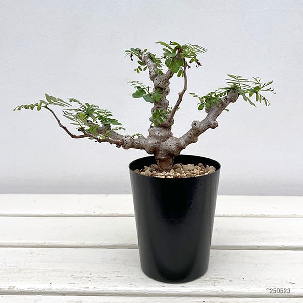 観葉植物/センナ：メリディオナリス 3号25-02 ザ・ファーム