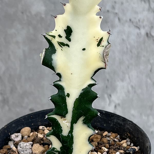 ［現品］【希少】2番　ユーフォルビア　ホワイトゴースト　7号　観葉植物　レア 現品］【希少】2番 ユーフォルビア ホワイトゴースト 7号 観葉