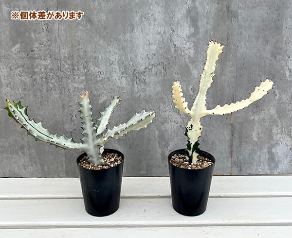 ユーフォルビア ホワイトゴースト（花、ガーデニング）の