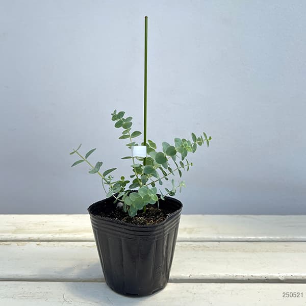 ユーカリのおすすめ人気商品一覧 通販 - Yahoo!ショッピング