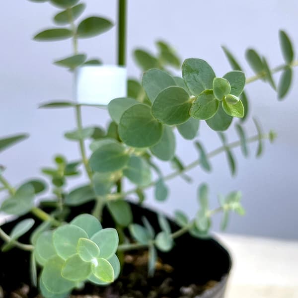 ユーカリのおすすめ人気商品一覧 通販 - Yahoo!ショッピング