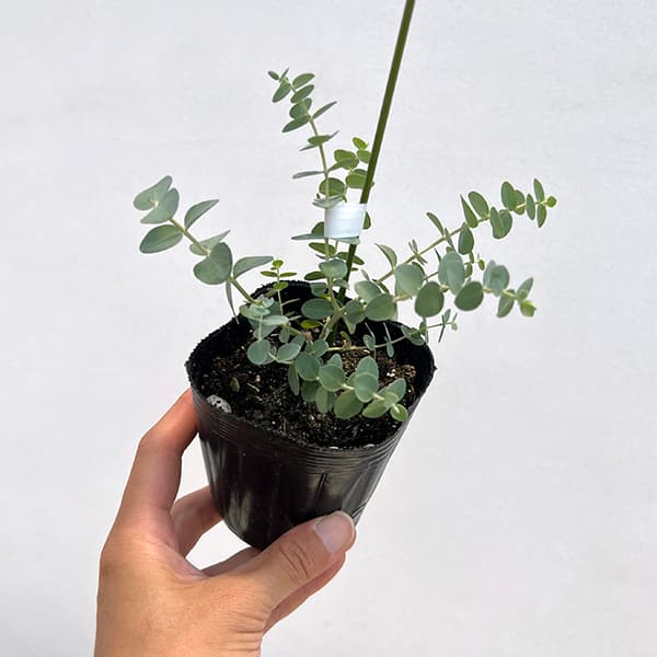 ユーカリのおすすめ人気商品一覧 通販 - Yahoo!ショッピング