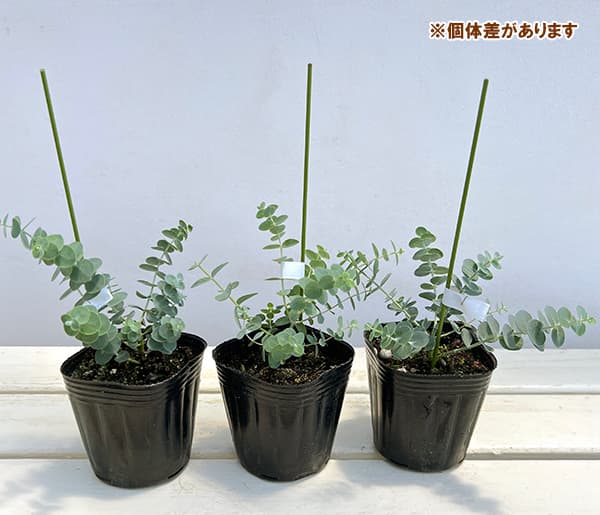 ユーカリのおすすめ人気商品一覧 通販 - Yahoo!ショッピング