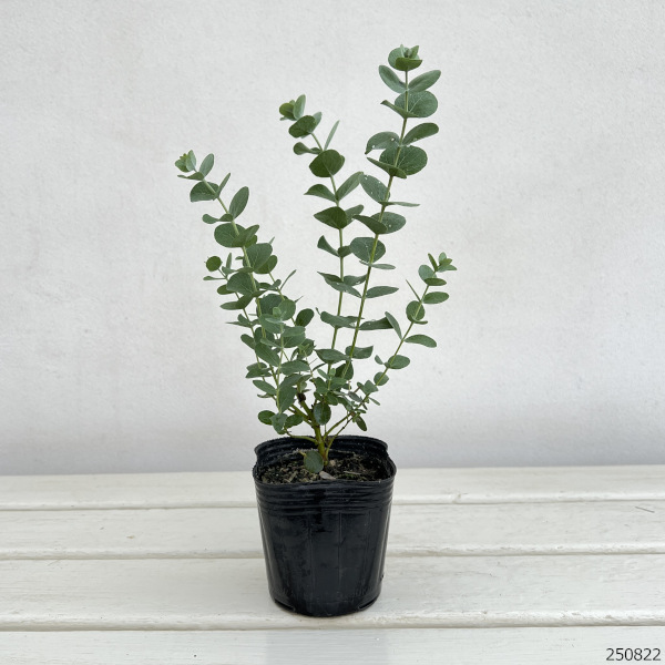 ユーカリのおすすめ人気商品一覧 通販 - Yahoo!ショッピング