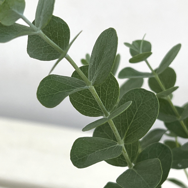 ユーカリのおすすめ人気商品一覧 通販 - Yahoo!ショッピング