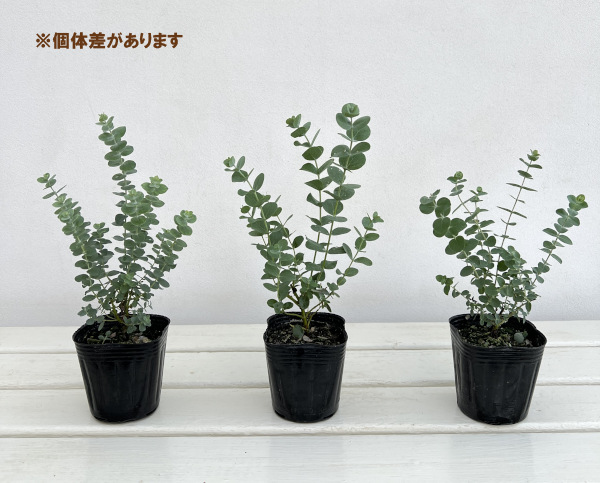 ユーカリのおすすめ人気商品一覧 通販 - Yahoo!ショッピング