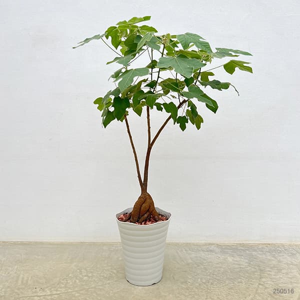 ボトルツリー ブラキキトン（観葉植物） | 花、ガーデニング の