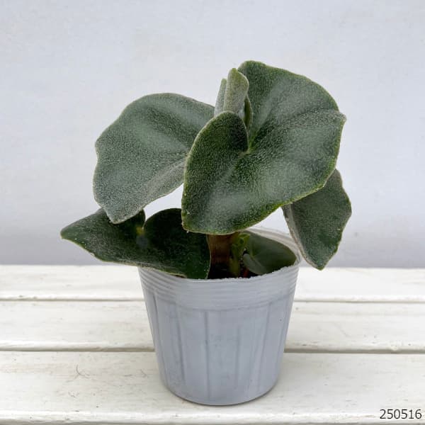 観葉植物 ベゴニア ベノーサ(ウェノーサ)2....の詳細画像1