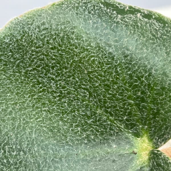 観葉植物 ベゴニア ベノーサ(ウェノーサ)2....の詳細画像2