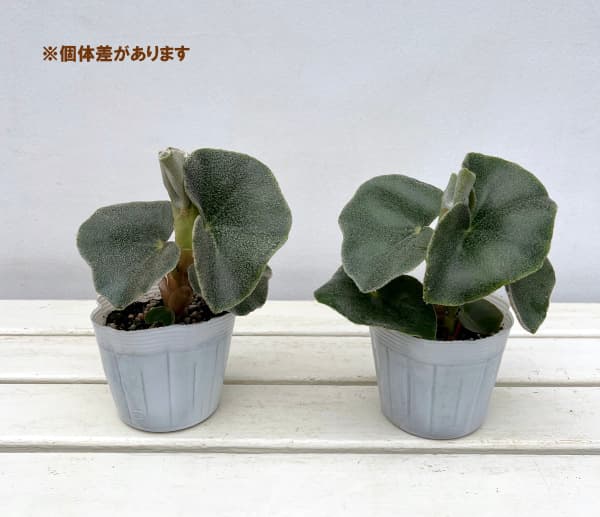 観葉植物 ベゴニア ベノーサ(ウェノーサ)2....の詳細画像4