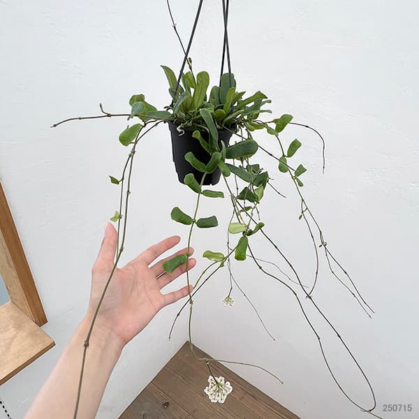 観葉植物 クロトン（観葉植物） | 花、ガーデニング のおすすめ人気