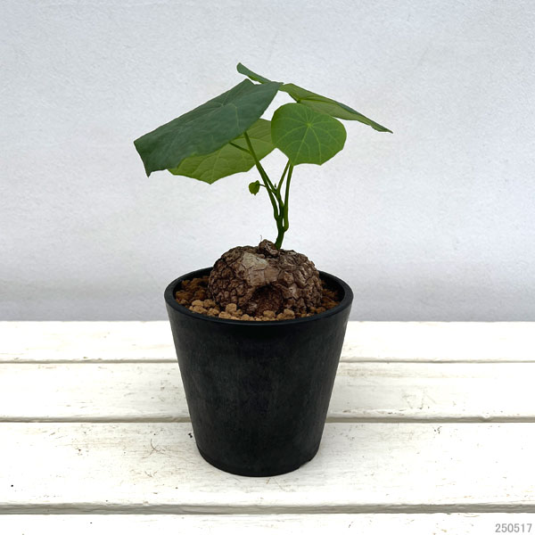 ステファニア 植物（花、ガーデニング）のおすすめ人気商品一覧 通販