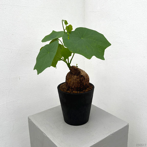 ステファニア 植物（花、ガーデニング）のおすすめ人気商品一覧