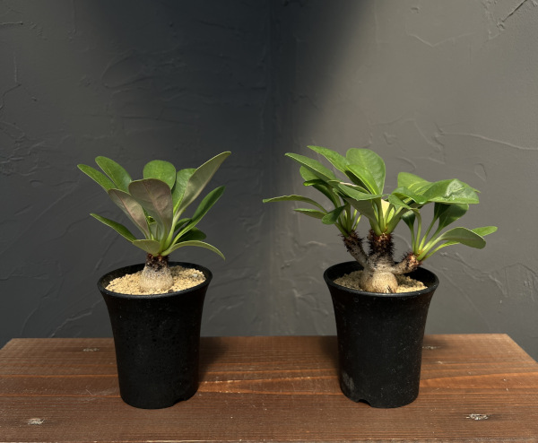 観葉植物 ユーフォルビア ラメナ 3号ポット : 園芸ネット - 通販