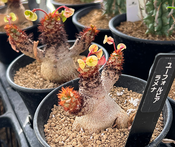 観葉植物 ユーフォルビア ラメナ 3号ポット : 園芸ネット - 通販