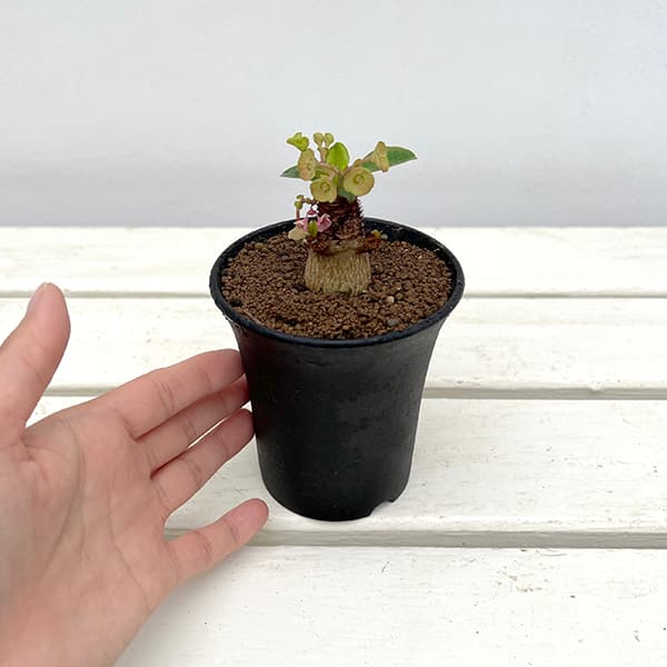 観葉植物 ユーフォルビア ラメナ 3号ポット : 園芸ネット - 通販
