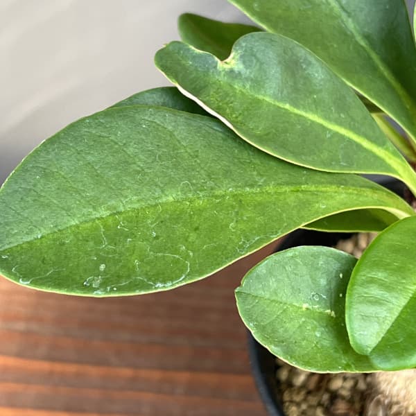 観葉植物 ユーフォルビア ラメナ 3号ポット : 園芸ネット - 通販