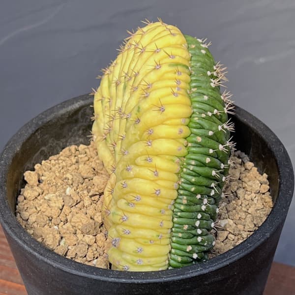 観葉植物 アーリーサマーセール トリコセレウス パチャノイクリ