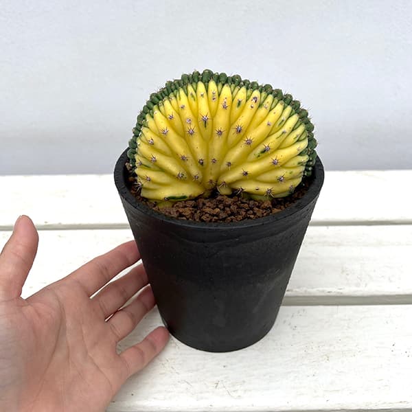 観葉植物 アーリーサマーセール トリコセレウス パチャノイクリ