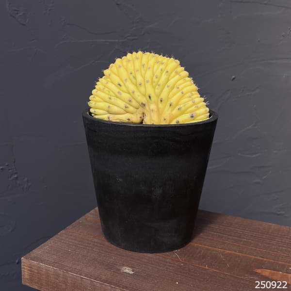 観葉植物 アーリーサマーセール トリコセレウス パチャノイクリ