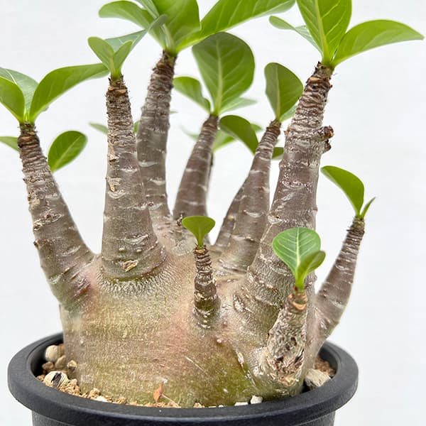 観葉植物/アデニウム ：ファットタイプ（黒肌） 5号25-01 ザ