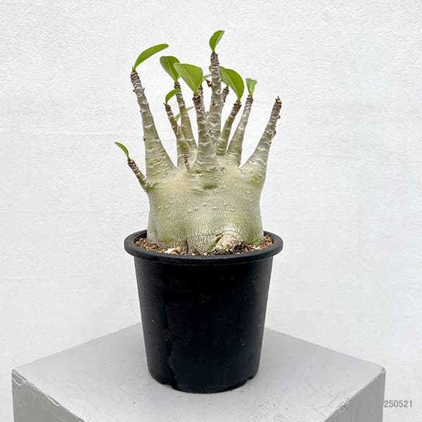 a*s様 アデニウム　特大株　オススメ品 アデニウム D.H.A 獅子葉 2 | STELLA.PLANTS