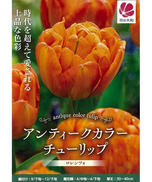 球根 26年10月中下旬予約 チューリップ ロ...の詳細画像1