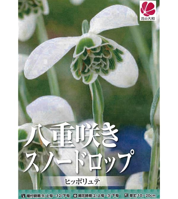 球根 26年9月中下旬予約 スノードロップ 八...の詳細画像1