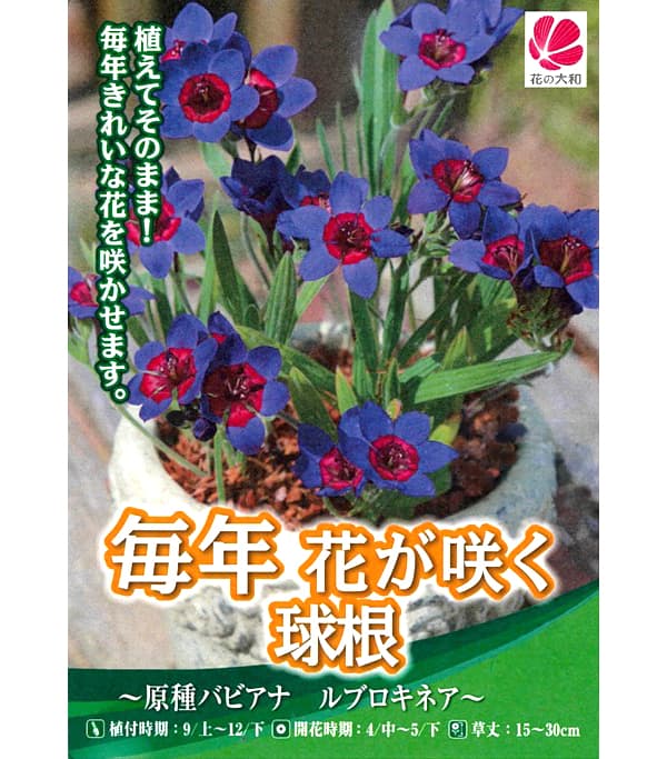 球根 26年9月中下旬予約 バビアナ(原種) ...の詳細画像1