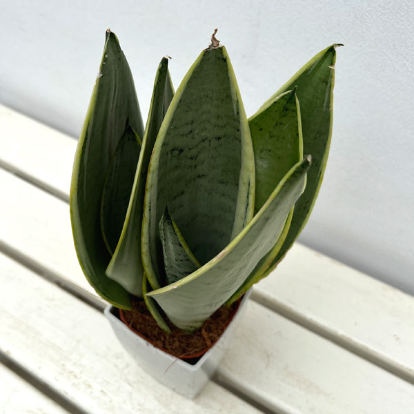 観葉植物 サンセベリア ホワイトスノー 4号鉢植え : 園芸ネット - 通販