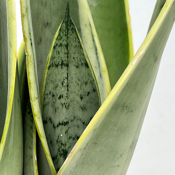 観葉植物 サンセベリア ホワイトスノー 4号鉢植え : 園芸ネット - 通販