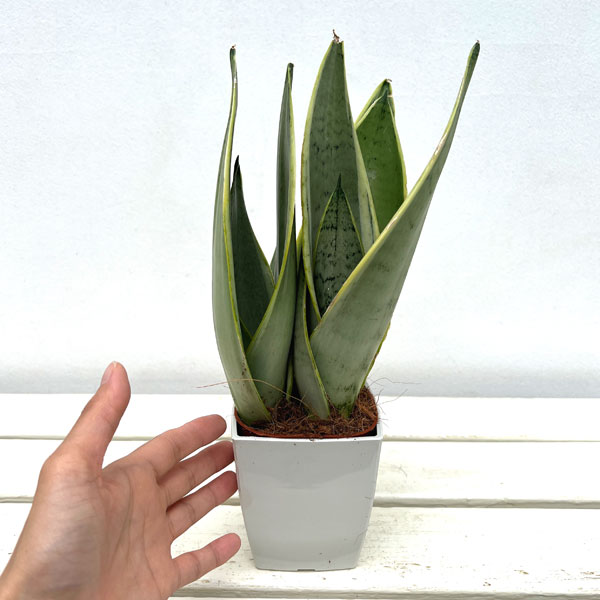 観葉植物 サンセベリア ホワイトスノー 4号鉢植え : 園芸ネット - 通販