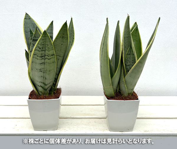 観葉植物 サンセベリア ホワイトスノー 4号鉢植え : 園芸ネット - 通販