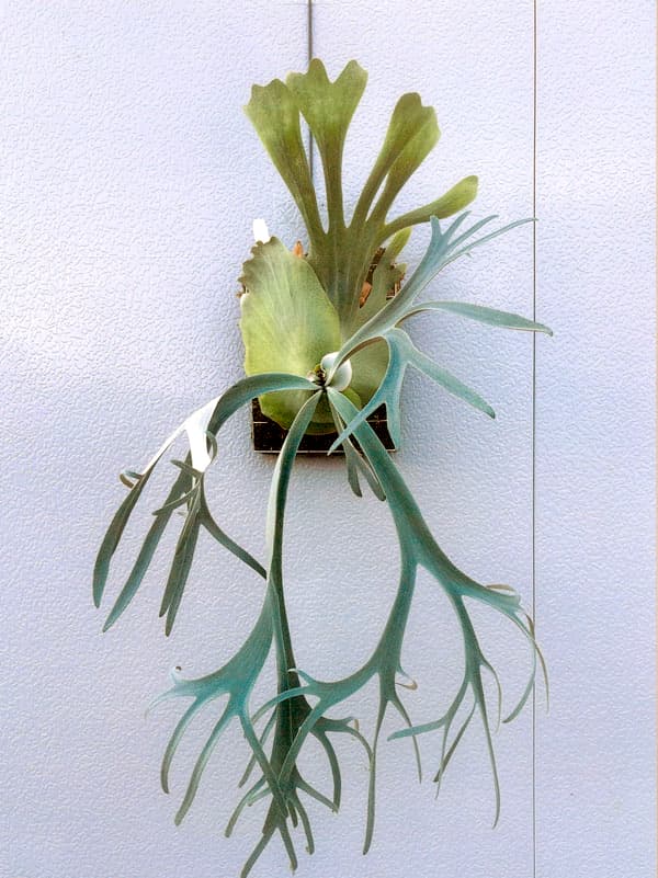 観葉植物 ビカクシダ（コウモリラン） ウィリンキーイエロームーン