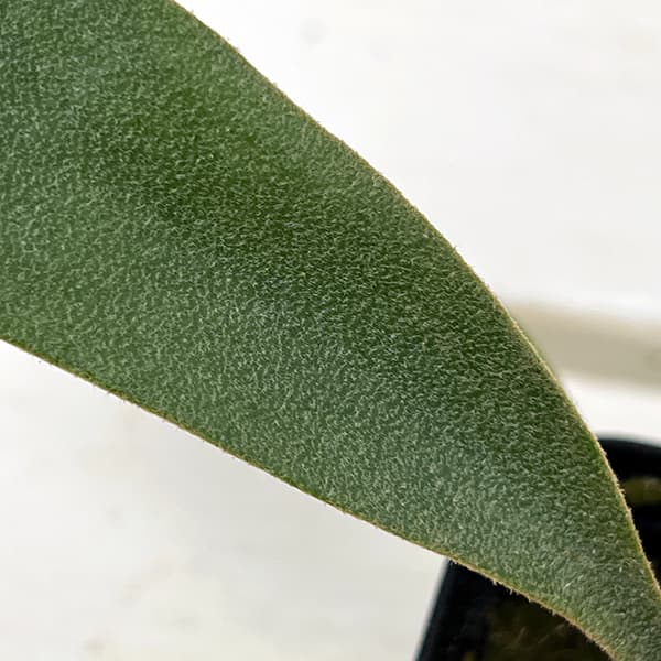 観葉植物 ビカクシダ（コウモリラン） ウィリンキーイエロームーン