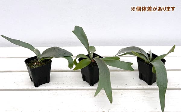 観葉植物 ビカクシダ（コウモリラン） ウィリンキーイエロームーン