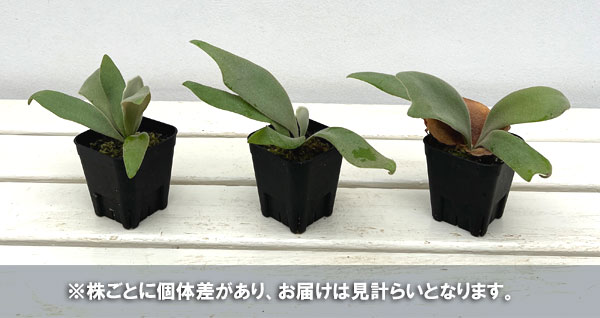 ビカクシダ ウィリンキー ドワーフのおすすめ人気商品一覧 通販