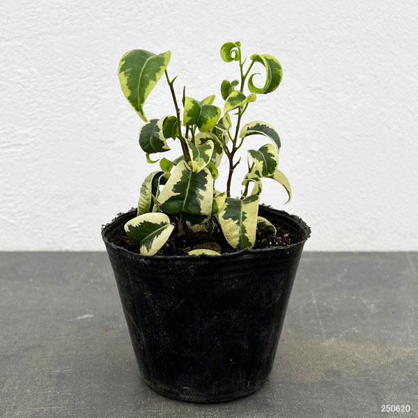 ベンジャミン シタシオンのおすすめ人気商品一覧 通販 - Yahoo