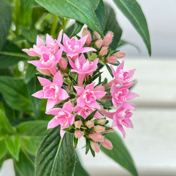 草花の苗 ペンタス(八重咲き) ブリリアント ...の詳細画像2