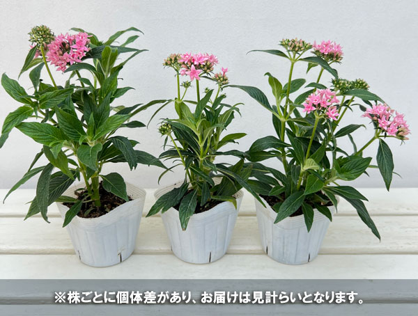 草花の苗 ペンタス(八重咲き) ブリリアント ...の詳細画像3