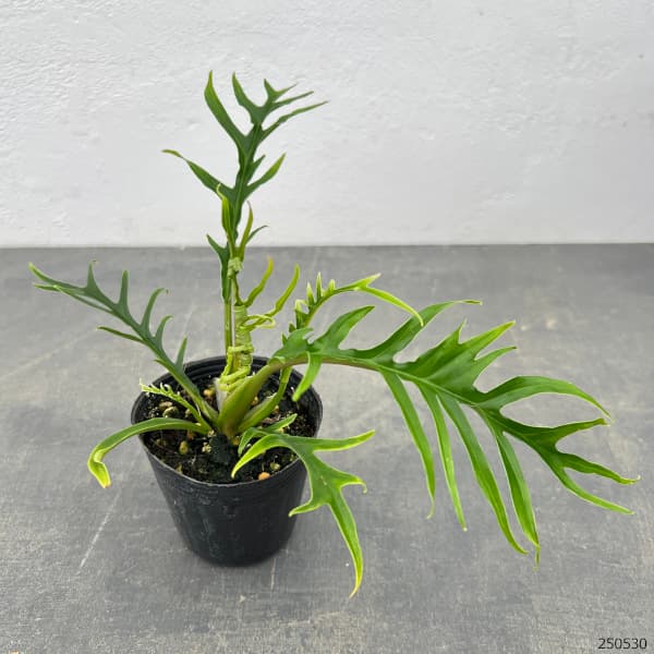 観葉植物 フィロデンドロン トータム 2.5号ポットの詳細画像1