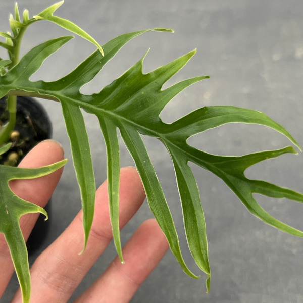観葉植物 フィロデンドロン トータム 2.5号ポットの詳細画像2