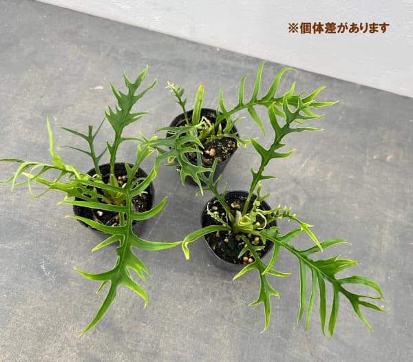 観葉植物 フィロデンドロン トータム 2.5号ポットの詳細画像3