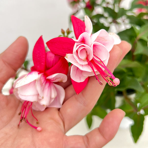 フクシア（花の苗）｜苗 | 花、ガーデニング の商品一覧 通販 - Yahoo