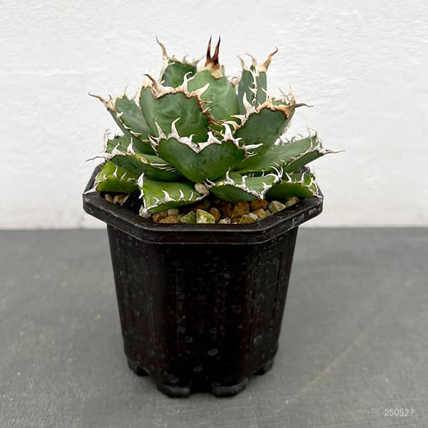陶器 植木鉢 4点セット カタチ製作所 アガベ 楽天市場】陶器鉢 植木鉢 RAIZO1 φ18cm ガンメタリック 黒 脚
