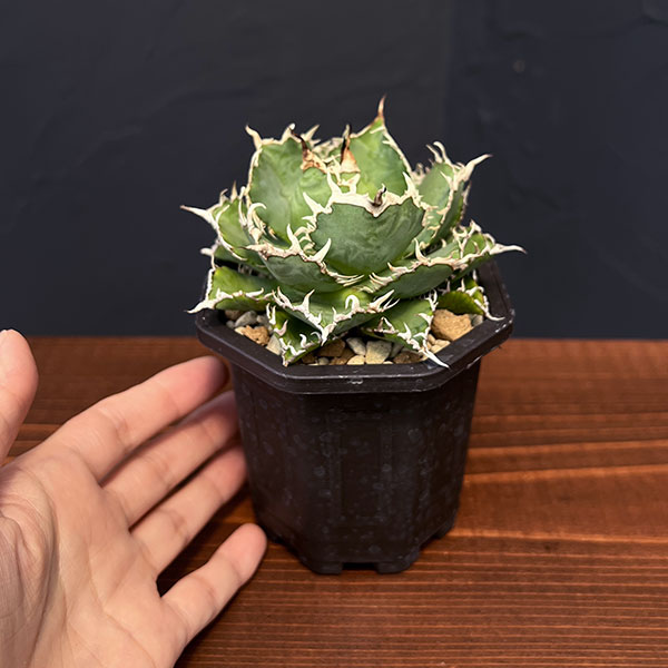 観葉植物 アガベ チタノタ フィリグリー 3号鉢植え : 園芸ネット